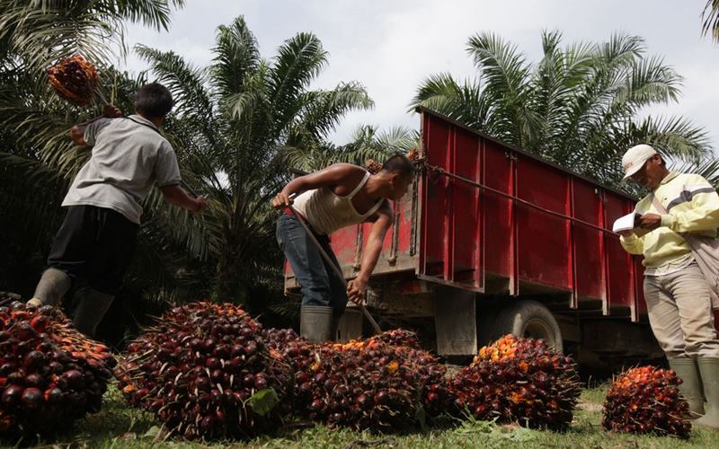 Hore!! Harga Sawit Riau Sepekan Kedepan Naik Lagi