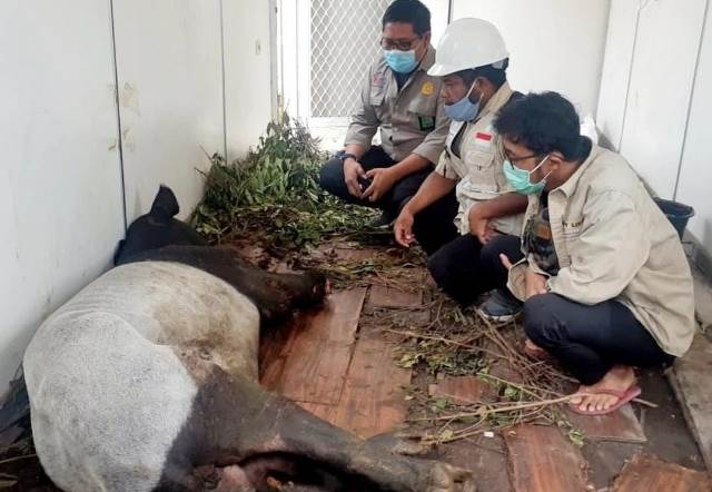 Terjerat di Hutan Konsesi PT Arara Abadi, Seekor Tapir Mengalami Putus Kaki