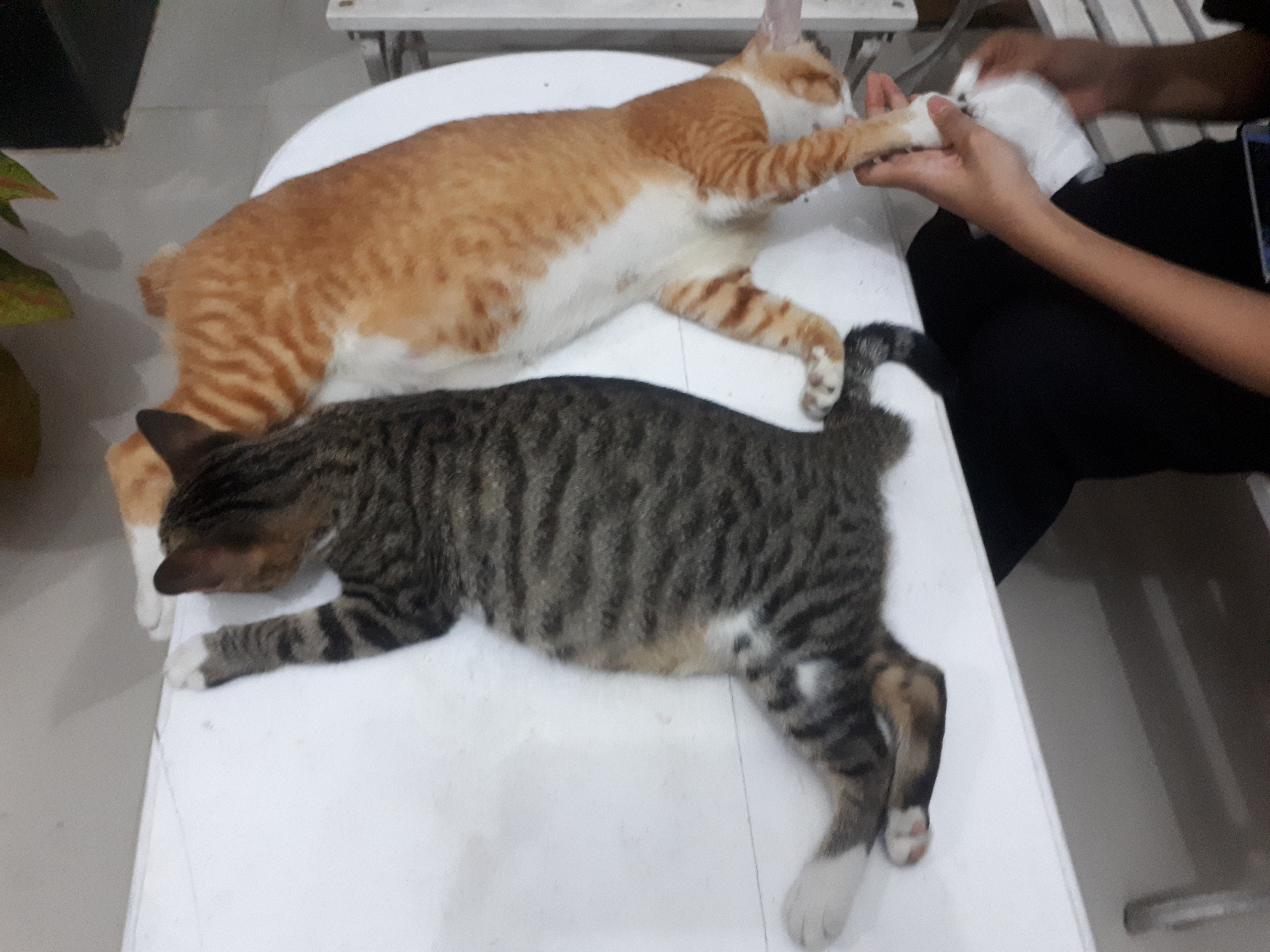 Ini 8 Cara Kucing Mengungkapkan Rasa Sayang pada Tuannya