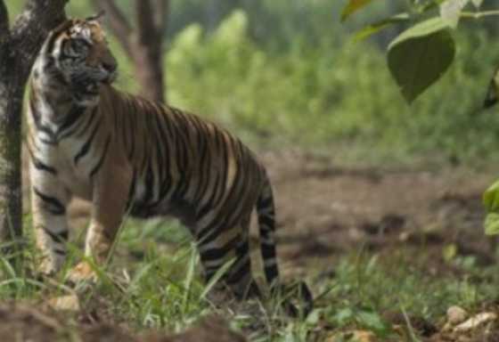 Tidur Pulas, Bocah 12 Tahun di Inhil Diterkam Harimau Hingga Tewas