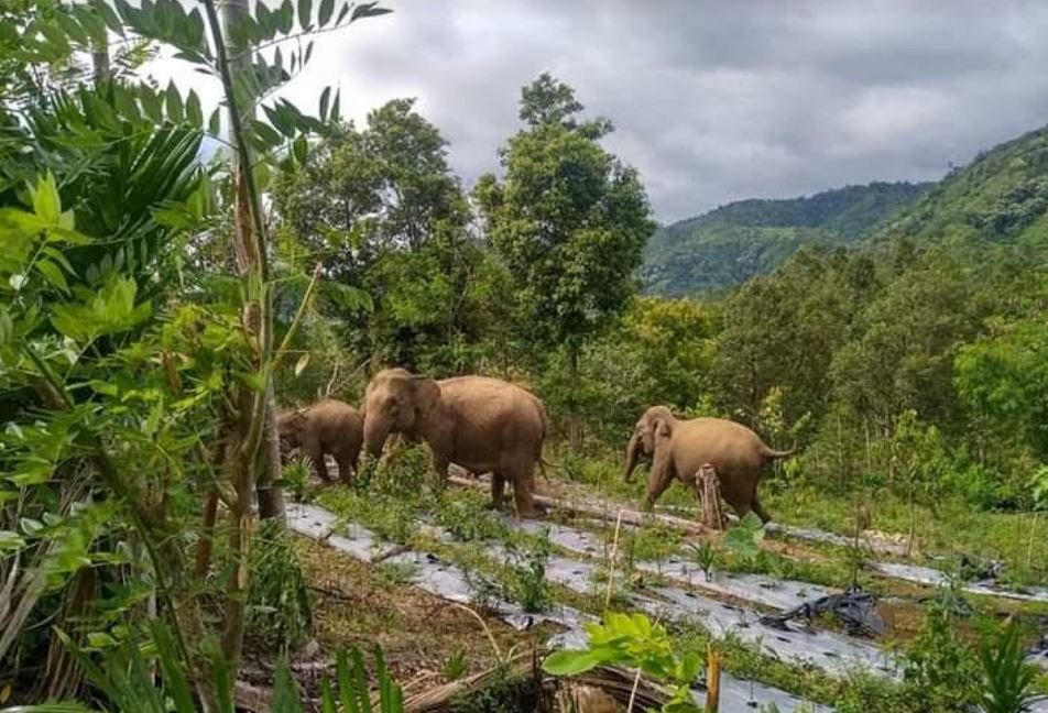 Dua Gajah Liar Rusak Kebun Warga di Inhu