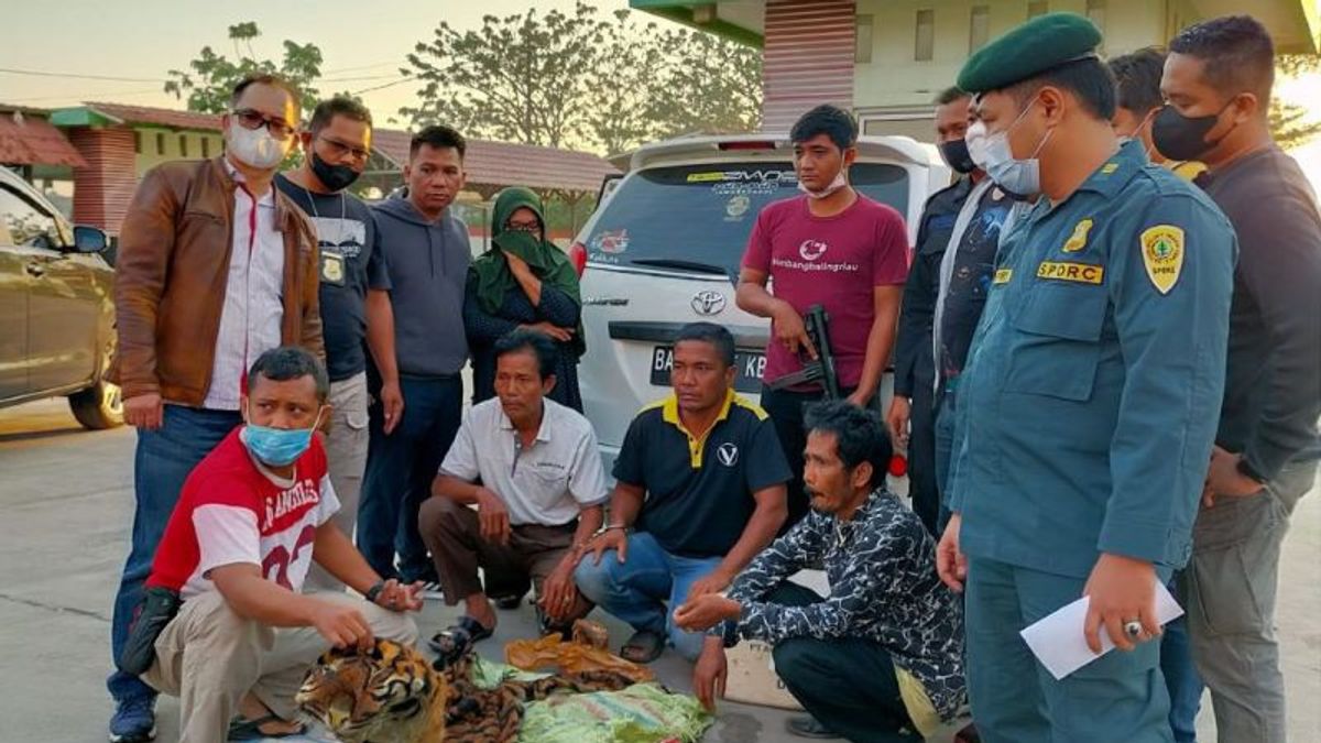 Tim Gabungan Ringkus Sindikat Perdagangan Kulit Harimau di Kampar