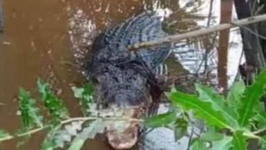 Setelah Ditangkap, BBKSDA Riau Serahkan Buaya yang Menyerang Warga Inhil ke Kasang Kulim