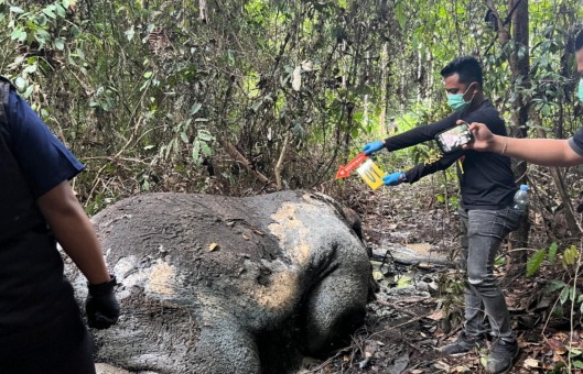 Polisi Periksa Puluhan Saksi Kasus Pembunuhan Gajah Sumatera di Pelalawan