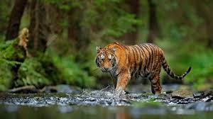Pekerja di Siak Tewas Diterkam Harimau, Kepala Terpisah dari Badan