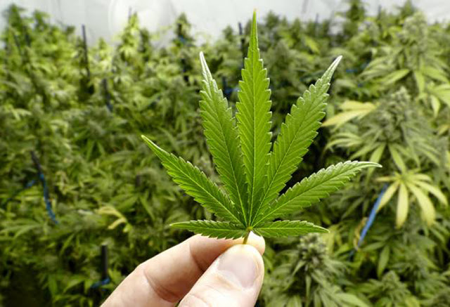 Kementan Tetapkan Ganja sebagai Tanaman Obat Binaan