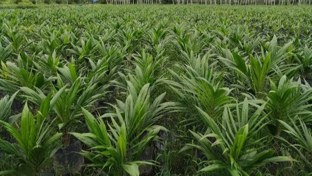 Eks Sekdako Pekanbaru Jadi Tersangka Perusakan Bibit Sawit Warga