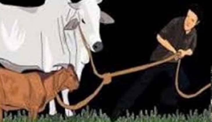 Tiba-tiba 4 Ekor Sapi Warga Inuman Hilang dari Kandang