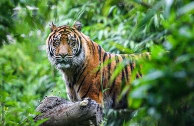 BBKSDA Riau Turunkan Tim ke Lokasi Munculnya Harimau di Batang Cenaku
