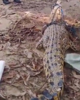 Warga Inhil Geger, Buaya Berkeliaran di Lingkungan Perumahan