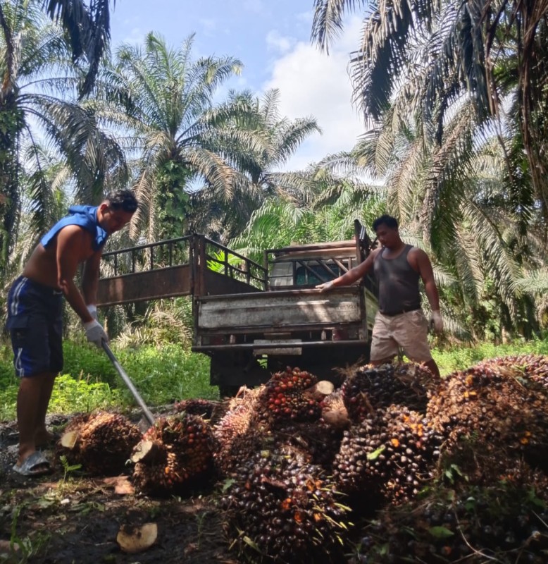 Implementasi B50 Diyakini Dongkrak Harga Sawit, TBS Berpotensi Tembus Rp3.600