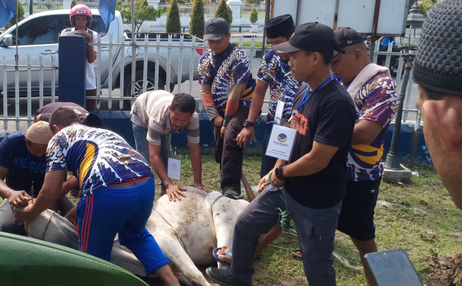 Nasdem Riau Sembelih 3 Ekor Sapi, Daging Dibagikan pada Masyarakat