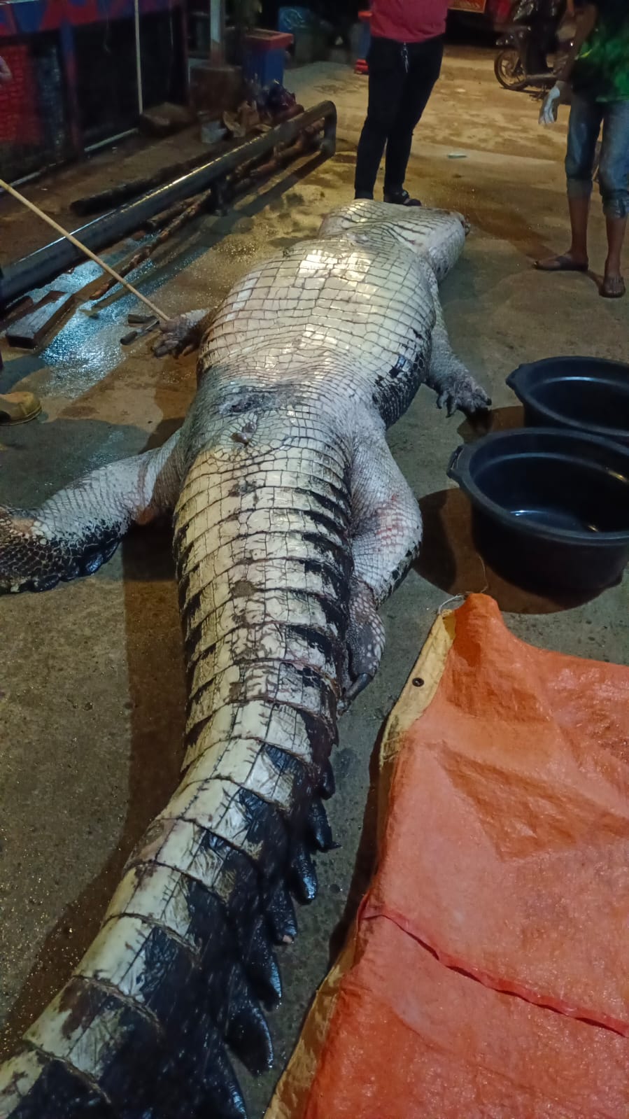 Buaya Raksasa Tangkapan Warga Inhil Dilaporkan Mati