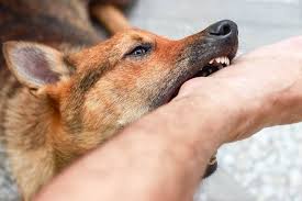 Satu Orang Meninggal Karena Rabies, Dinas PKH Riau Turunkan Tim ke Inhil