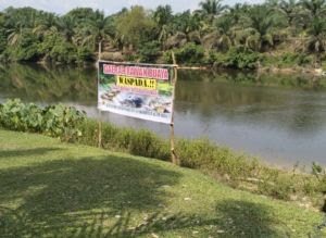 Warga Kuntu Makin Resah, 3 Ekor Buaya Senyulong Muncul di Sungai Subayang