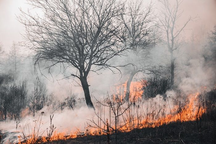 21,4 Hektare Lahan Terbakar di Pekanbaru 