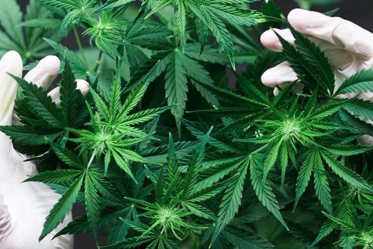PBB Hapus Ganja dari Obat Berbahaya, Restui Penggunaan Medis 
