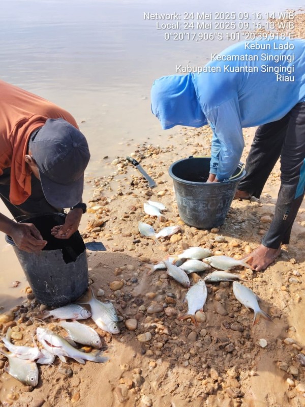 Ribuan Ikan Mati di Sungai Singingi, Limbah Pabrik Sawit Diduga Jadi Penyebab
