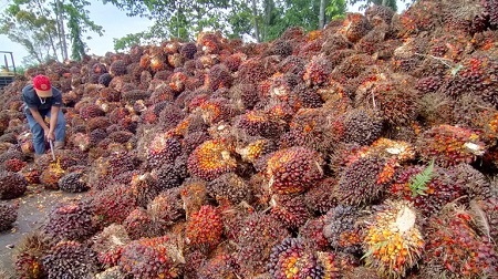 Harga Sawit Riau Sepekan ke Depan Rp2.370,57 per Kg 
