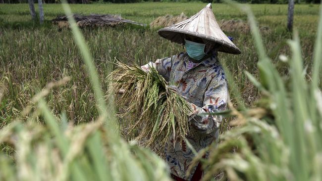 Kementan Gigih Upayakan Penyediaan Pangan 