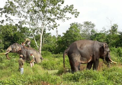 Kembalikan Gajah Liar ke Habitatnya, BBKSDA Riau Gunakan 2 Gajah Jinak 