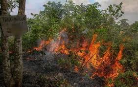 Riau Dikelilingi 51 Titik Panas, Terbanyak di Pelalawan