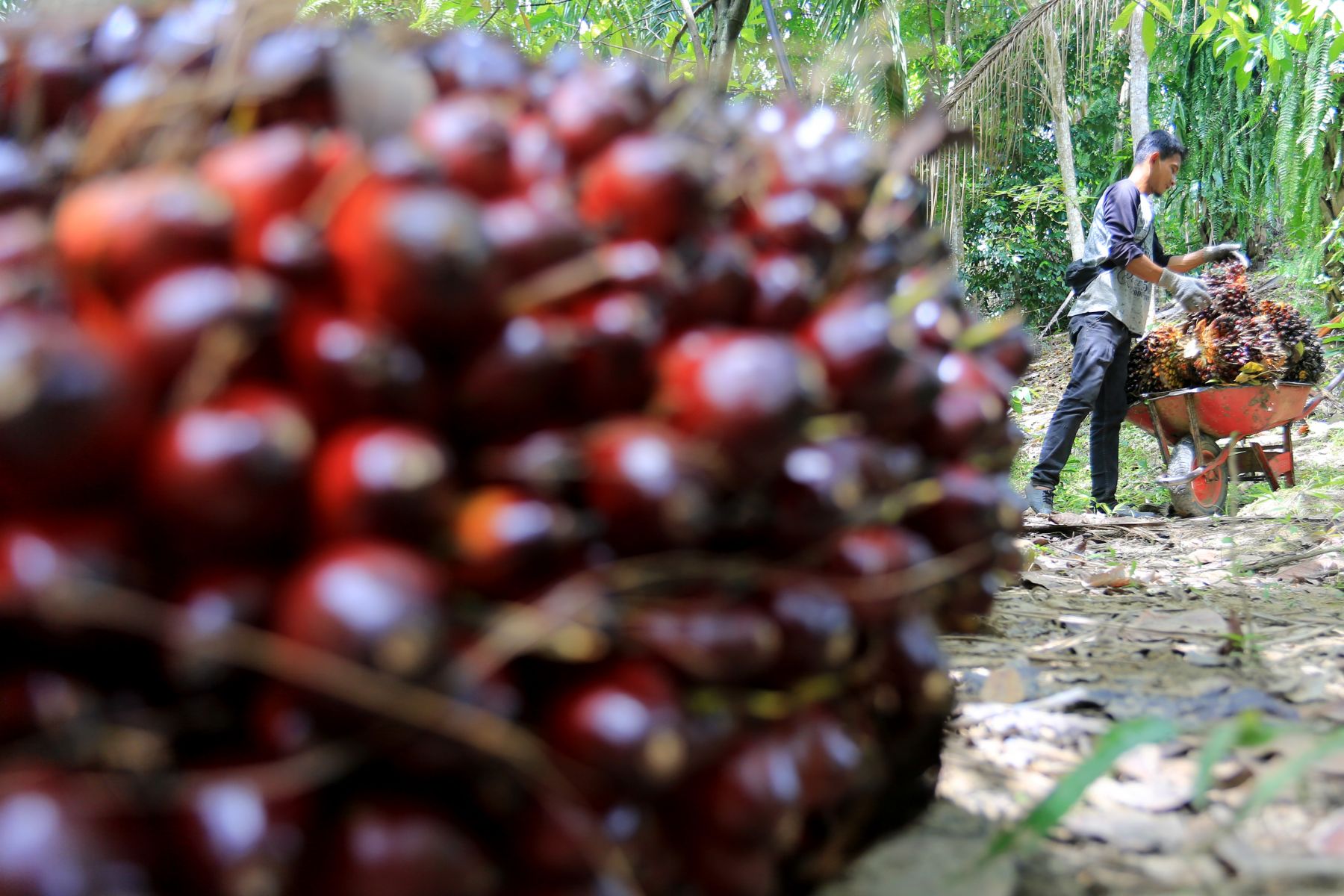 Naik Terus, Harga Sawit Riau Sepekan ke Depan Tembus Rp3.457 Per Kg