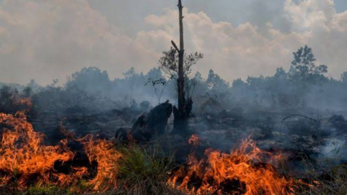 73 Titik Panas Terdeteksi di Riau, Terbanyak di Pelalawan