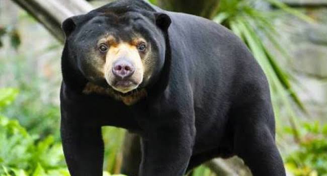 Kakek di Peranap Diserang Beruang, Muka dan Punggung Robek