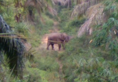 11 Ekor Gajah Liar Masuk Kebun Warga di Rumbai, BBKSDA Riau Giring Jauhi Pemukiman 