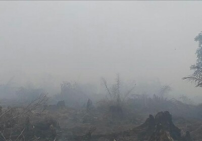 Satu Titik Api Ditemukan di Kawasan Taman Nasional Tesso Nilo Pelalawan, Sebagian Sudah Padam