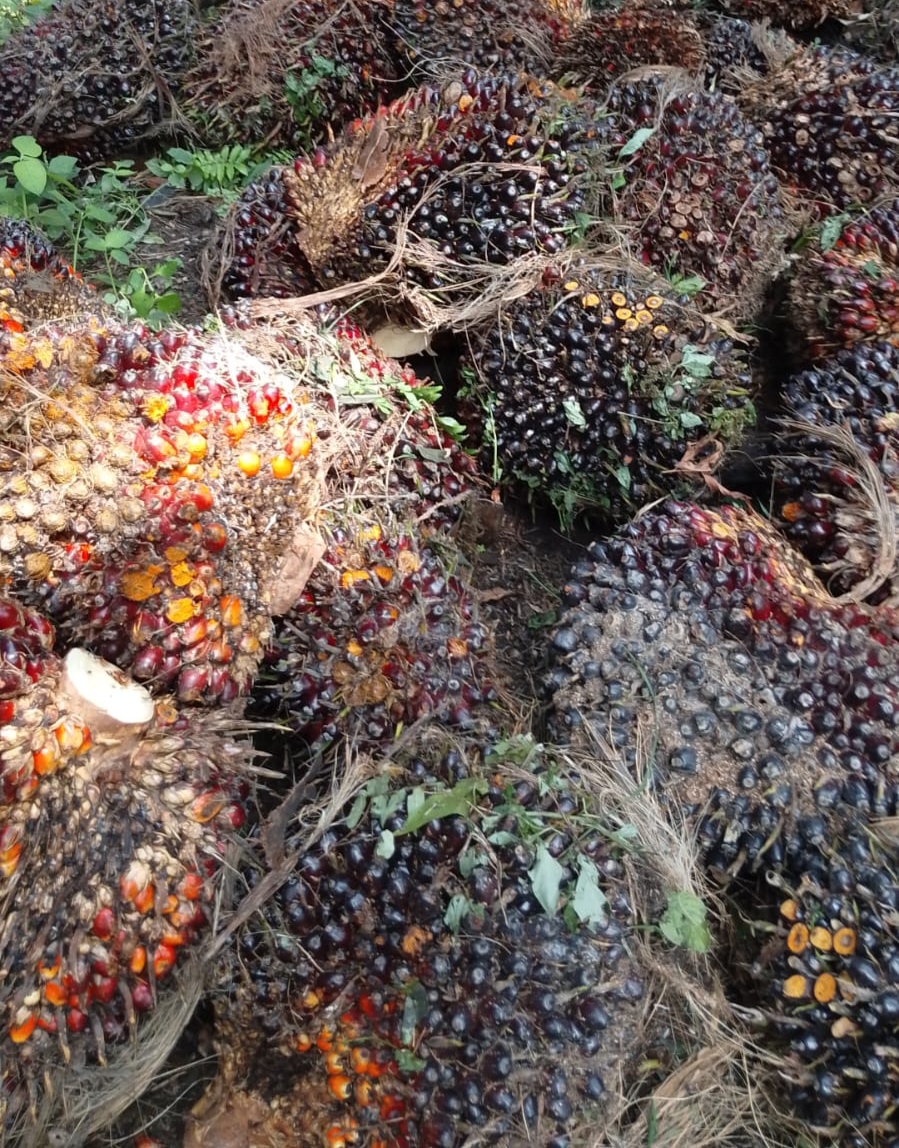 Harga TBS Mitra Swadaya Riau Menguat, Disbun: Dipicu Lonjakan CPO dan Kernel