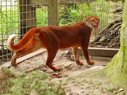  Kucing Emas yang Langka Terjerat Perangkap Babi di Agam