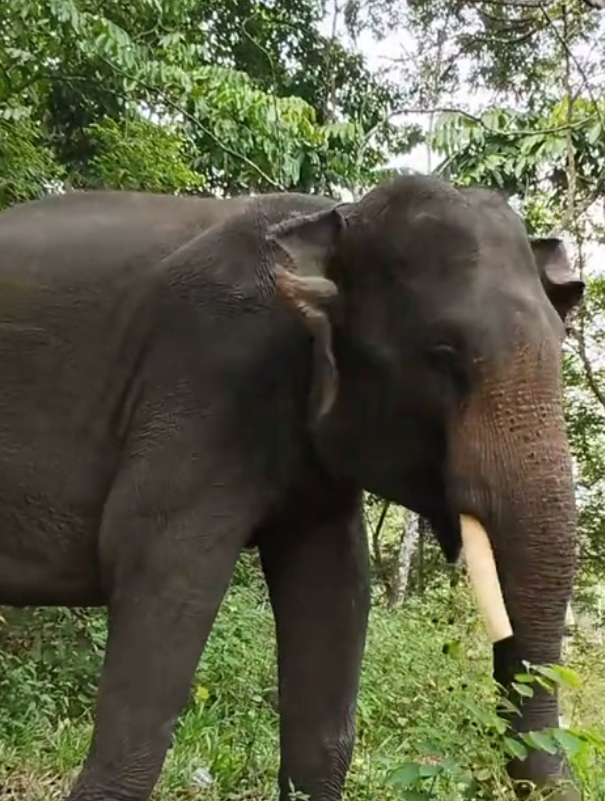 Diego, Gajah Binaan PLG Minas Mati usai Jalani Perawatan Intensif