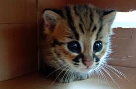 Empat Anak Kucing Hutan Diselamatkan dari Banjir, Kini Dirawat BBKSDA Riau