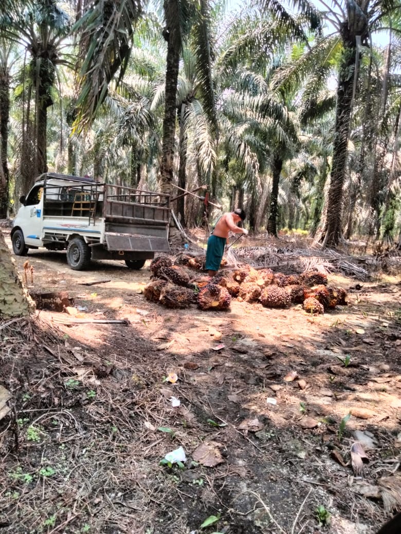 Harga Kelapa Sawit Petani Mitra Swadaya di Riau Naik Jadi Rp 2.432 per Kilogram