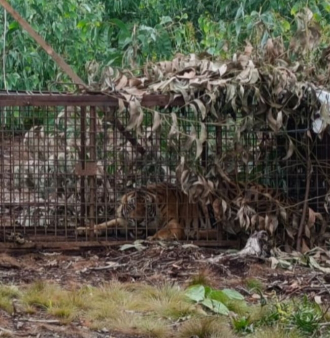 Harimau Sumatera Tertangkap, Diduga Pelaku Serangan Pekerja Perusahaan