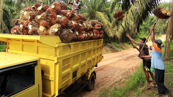 Harga Sawit Pekan Ini Rp2.054,59 per Kg