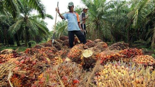 Sawit Riau Naik ke Harga Rp2.384,26 per Kg 