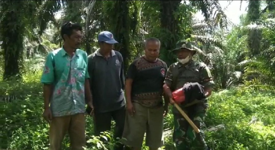 Koramil 09 Singingi Amankan 2 Kg Ganja Kering di Desa Sungai Keranji