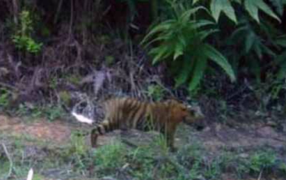 Ternak Warga di Lubuk Dalam Tewas Diduga Diterkam Harimau Sumatera