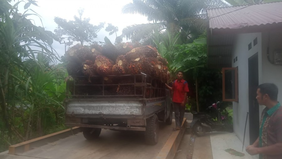 Harga Sawit Mitra Swadaya Riau Turun di Awal Februari 2024