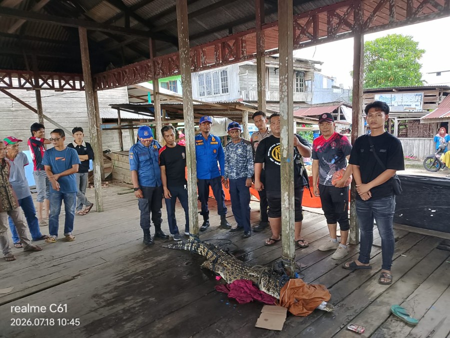 Buaya 2,4 Meter Masuk Permukiman Warga di Gaung Berhasil Dievakuasi