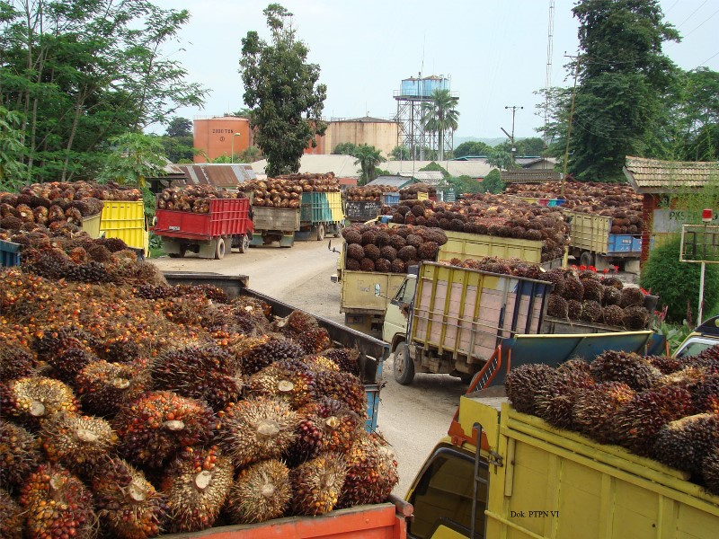 Harga CPO Melejit, Harga TBS Riau Bangkit