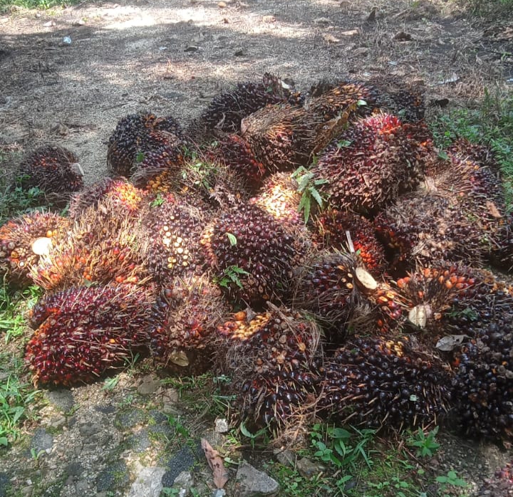 Harga Sawit Riau Kembali Terkoreksi, Petani Mitra Swadaya Terima Rp3.634/Kg