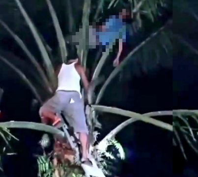 Gegara Berburu Ayam Hutan, Karyawan PT Adei Tewas di Pohon Sawit