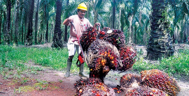 Naik Lagi, Pekan Ini Harga Sawit Riau Rp2.310,76 per Kilogram 
