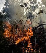 BMKG Temukan 21 Titik Panas di Riau, Terbanyak Kampar