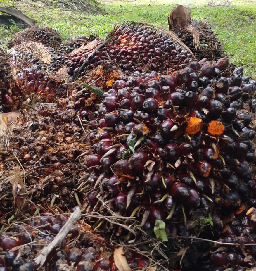 Harga Sawit Swadaya Riau Kembali Melemah Rp40 per Kg
