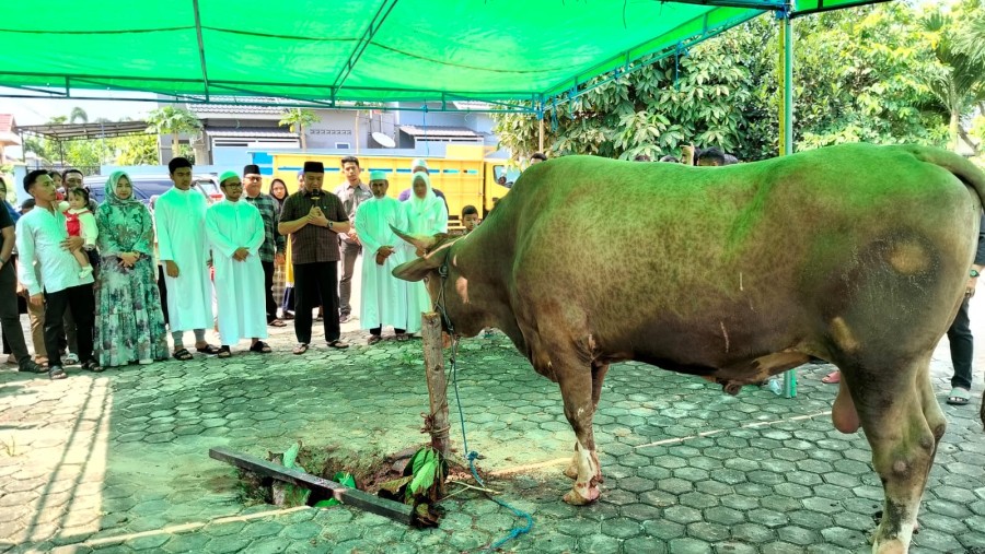 Disaksikan Wakil Walikota, H Fathulah Sembelih Hewan Kurban Seberat 1,36 Ton